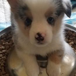 American Corgis from Suzie's Corgis