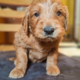 Nemo - Red  Goldendoodle puppy in Hudson, Florida from Can Do It Dogs