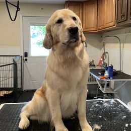 Hazel - Golden Retriever