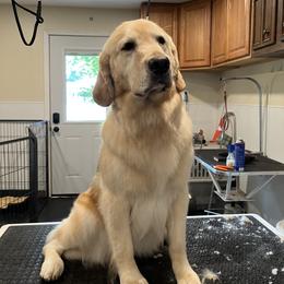 Hazel - Golden Retriever
