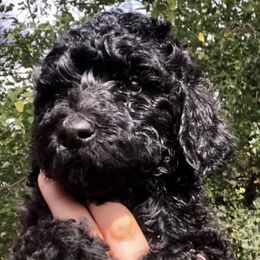 Labradoodles from Jessie’s Doodle Family