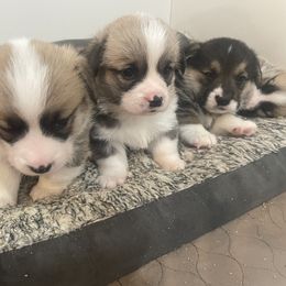 Pembroke Welsh Corgi Puppies from Stoutmeyer's Pembroke Welsh Corgis