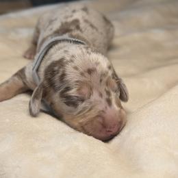 Hades - Dapple male Dachshund puppy in Waddell, Arizona from The Bearded Companions
