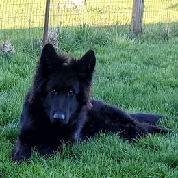 Phantom - German Shepherd