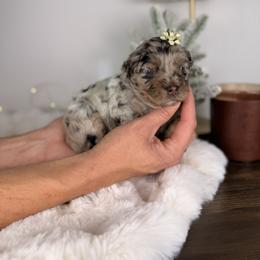 Triscuit BLUE EYES - Brown merle female Aussiedoodle puppy in Sweetwater, Florida from Sandy Snout Doodles