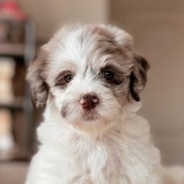 Everglade, Girl - Chocolate merle female Bernedoodle puppy in Maricopa, Arizona from Desert Ridge Doodles