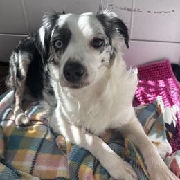 Tala - Miniature Australian Shepherd