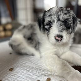 Sheepadoodle Puppies from Life Unleashed Farm