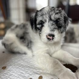 Sheepadoodle Puppies from Life Unleashed Farm