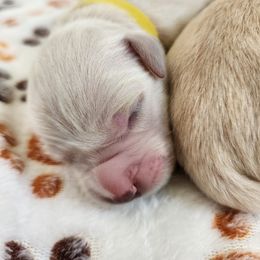 Girl 2 - Light golden female Golden Retriever puppy in Phoenix, Maryland from Tamarind Goldens