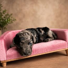 Blue Merle (with hints of chocolate) - Merle female Cavapoo puppy in Thorndale, Texas from Hattie’s Texas Cavapoos
