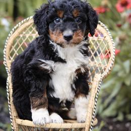 Jackson - Black tri-color male Aussiedoodle puppy in Crete, Nebraska from Doodles & Co