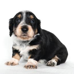 Diva - Piebald female Dachshund puppy in Timpson, Texas from Pine Curtain Miniature Dachshunds