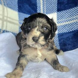 Ross ( red collar) - Black and tan male Schnoodle puppy in Novinger, Missouri from Stormi Sky Schnoodles