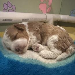 Honey Boy - Blenheim male Cavapoo puppy in Marysville, Washington from Cascade Cavapoos