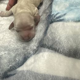 Pink - Cream female Cocker Spaniel puppy in Rio Rico, Arizona from J&E spaniels