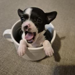 Micro Mrs Lady in black 2-3 lb approx 4900 - Black and white female Chihuahua puppy in Las Vegas, Nevada from Quality Poms Chihuahua Yorkies of Las vegas