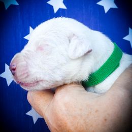 Caerus- Boy 1 - White male Dogo Argentino puppy in San Diego, California from Debonair Dogos