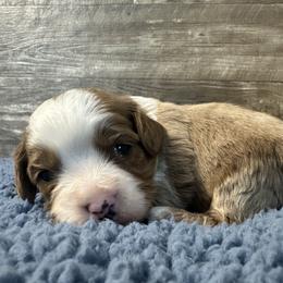 Kayce - Red male Cavapoo puppy in Camden, Michigan from FurEver Friends Finder