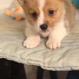 Martin - Red male Pembroke Welsh Corgi puppy in Snellville, Georgia from Laur's Classic Corgis