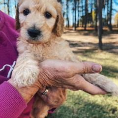 Burnt orange - Goldendoodle puppy in Eustace, Texas from Oh Doodles
