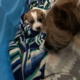 Great Dane and Russell Terrier Puppies from Claddagh Pastures