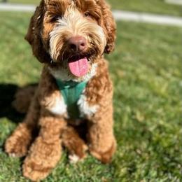 Luca - Australian Labradoodle