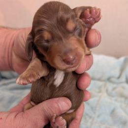 Bentley - Chocolate and tan male Dachshund puppy in Marshall, Texas from Wilson's Kennels