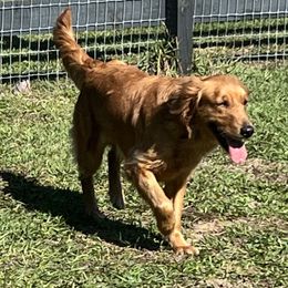 Honey - Golden Retriever