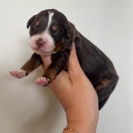 Christmas Pup- Rosebud - Brown female Bernedoodle puppy in Bountiful, Utah from EasyBreezyDoodles