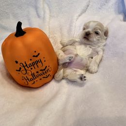 Sugar - Blue female Shih Tzu puppy in Kettering, Ohio from LaDawn’s Little Lions