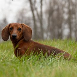 Greta - Dachshund
