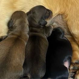 Female - Sable female Dachshund puppy in Sumrall, Mississippi from JP’s Dachshunds