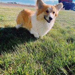 Georgia - Pembroke Welsh Corgi