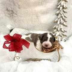 Prince Nutcracker - male Golden Mountain Doodle puppy in Victoria, Texas from Deidre's Doodles