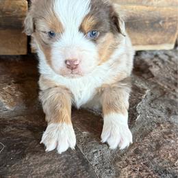 Merle 1 - Red merle male Miniature American Shepherd puppy in Centerville, Washington from Turnin Heads