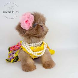 Eloise - Lilac female Shih Tzu puppy in League City, Texas from Divine Pups