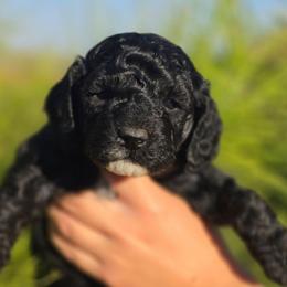 Tink - Sable and white female Cockapoo puppy in Indiahoma, Oklahoma from Phamily Doodles