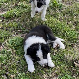 Border Collie Puppies from Roaring River Border Collies