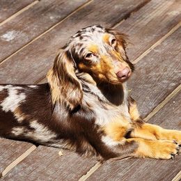 Daffodil  - Dachshund