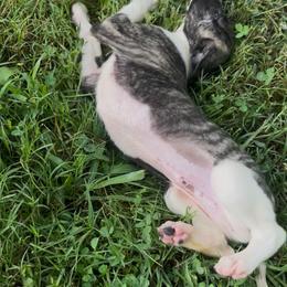 Whippet Puppies from Hertzog  Whippets