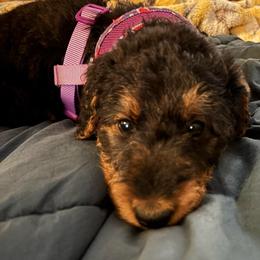 Holly - Black and tan female Airedale Terrier puppy in Huntersville, North Carolina from Cool Hand Luke Kennels