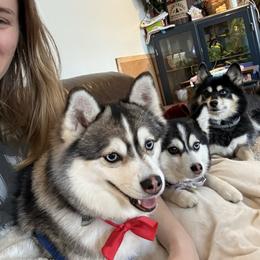 Hero Suki - Silver and white male Pomsky puppy in Spring City, Pennsylvania from Pomsky Power Puppies