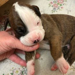 Black Collar - Brindle male Boxer puppy in Flora, Mississippi from Moody's Boxers