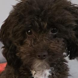 Poodles and Yorkshire Terriers from Sonshine Yorkies