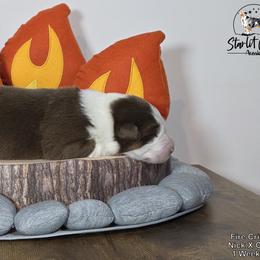 Australian Shepherd Puppies from Starlit Grove Australian Shepherds