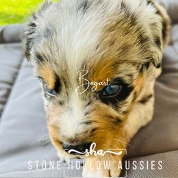 Bogart-Blue Merle Male - Blue merle Australian Shepherd puppy in Liberty, Tennessee from Stone Hollow Aussies