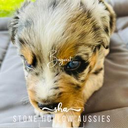 Bogart-Blue Merle Male - Blue merle Australian Shepherd puppy in Liberty, Tennessee from Stone Hollow Aussies