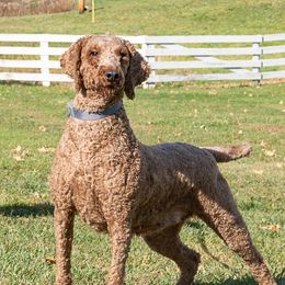 Daisy - Goldendoodle