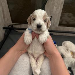 Thyme - Red roan male Cockapoo puppy in Colorado Springs, Colorado from Colorado Cockapoos